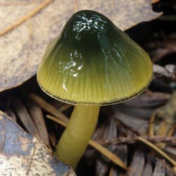 Parrot Mushroom