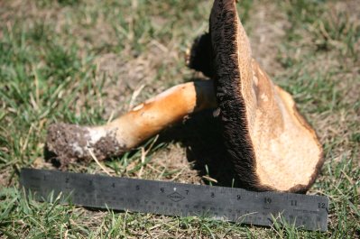 Does anybody know what this is?