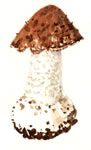 Agaricus augustus