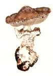 Agaricus augustus