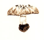 Agaricus cupreobrunneus