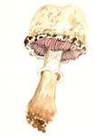 Agaricus osecanus