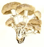 Agrocybe aegerita