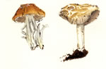 Agrocybe pediades