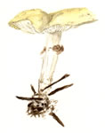 Agrocybe praecox