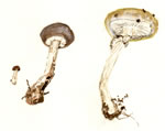 Agrocybe praecox