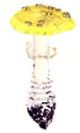 Amanita aspera