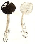 Amanita constricta