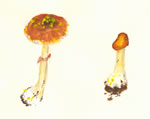 Amanita flavoconia