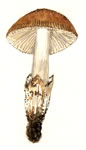 Amanita fulva