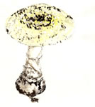 Amanita gemmata