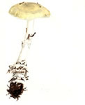 Amanita gemmata