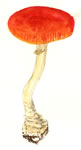 Amanita muscaria