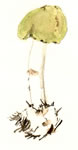 Amanita phalloides