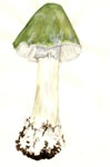 Amanita phalloides