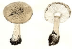 Amanita sp