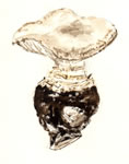 Amanita silvicola