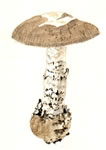 Amanita tuza