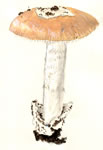 Amanita velosa