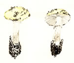 Amanita virosa