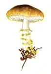 Armillaria albolanaripes