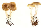 Armillaria tabescens