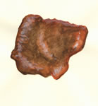 Auricularia fuscosuclinea