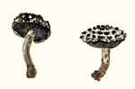 Strobilomyces Floccopus