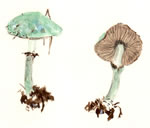 Stropharia Aeruginosa2