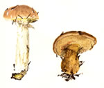 Suillus Caerulescens