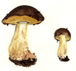 Suillus Fuscotomentosus