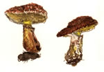 Suillus Lakei