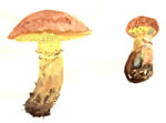 Suillus Ponderosus