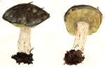 Suillus Pungens