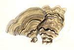 Trametes Versicolor