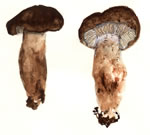 Tricholoma Imbricatum