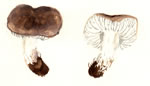 Tricholoma Sp.3