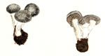 Tricholoma Terreum Group