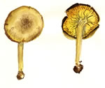 Tricholomopsis Decora