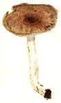 Tricholomopsis Rutilans2