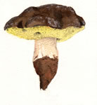 Boletus Aereus