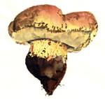 Boletus Appendiculatus