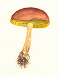 Boletus Auriporus