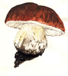 Boletus Edulis2