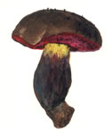 Boletus Erythropus