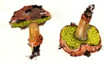 Boletus Flaviporus