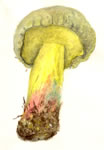 Boletus Marshii