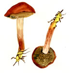 Boletus Piperatus