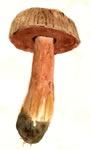 Boletus Rubinellus