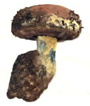 Boletus Satanus